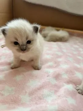 Uroczy kociak rasy ragdoll na sprzedaż... napisz do mnie na WhatsApp: +44 7453 907158, , Siedlce