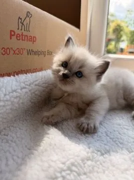 Uroczy kociak rasy ragdoll na sprzedaż... napisz do mnie na WhatsApp: +44 7453 907158, , Siedlce