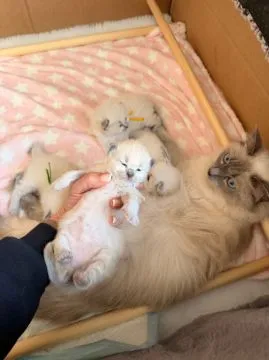 Uroczy kociak rasy ragdoll na sprzedaż... napisz do mnie na WhatsApp: +44 7453 907158