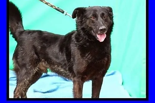 Duży,przyjazny Labek szuka domu.ADOPCJA! , mazowieckie Warszawa