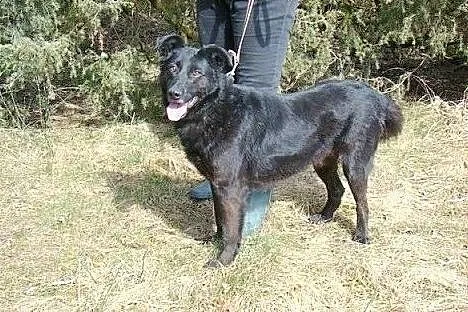 Duży,przyjazny Labek szuka domu.ADOPCJA! ,  mazowi