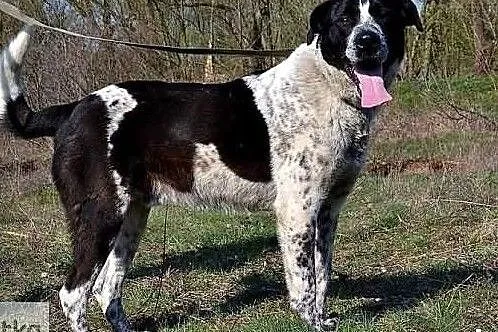 Kocham ludzi kocham świat daj mi szansę adoptuj mnie