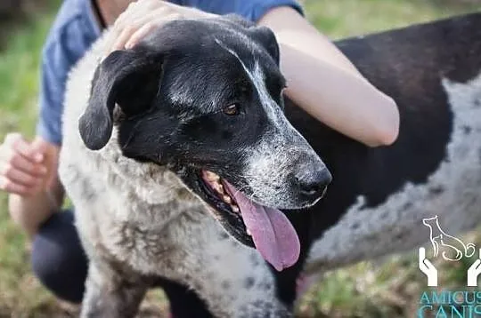 Kocham ludzi kocham świat daj mi szansę adoptuj mnie, Mazowieckie, Warszawa