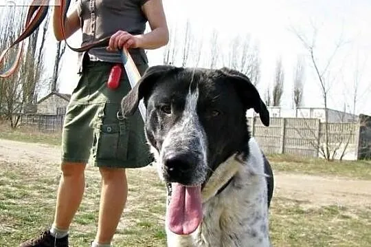 Kocham ludzi kocham świat daj mi szansę adoptuj mnie, Mazowieckie, Warszawa