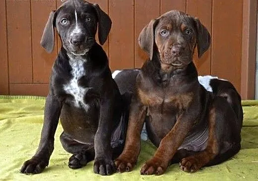 Louisiana Leopard Dog (Catahoula) – amaz