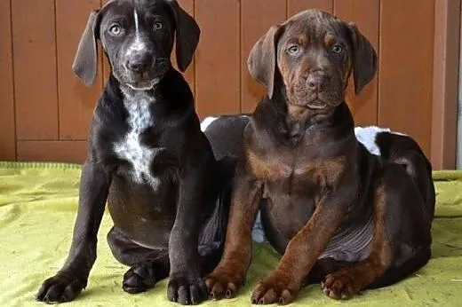 Louisiana Leopard Dog (Catahoula) &#8211; amaz