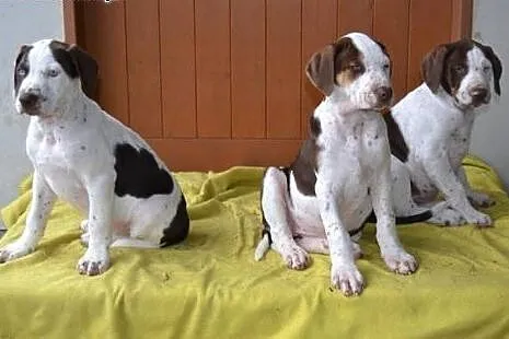 Louisiana Leopard Dog (Catahoula) &#8211; amaz