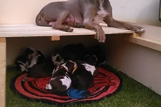Louisiana Leopard Dog (Catahoula) &#8211; amaz