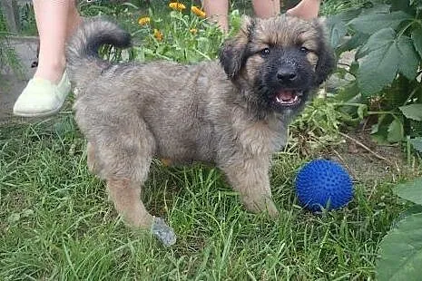 Toger do adopcji szczeniak piesek,  Kundelki cała 