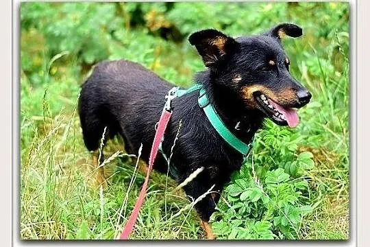 Młody,łagodny,radosny,rodzinny pupil,zaszczepiony piesek UKI.Adopcja