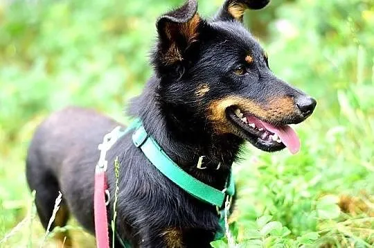 Młody,łagodny,radosny,rodzinny pupil,zaszczepiony piesek UKI.Adopcja, Łódzkie, Łódź