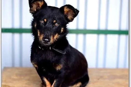Młody,łagodny,radosny,rodzinny pupil,zaszczepiony piesek UKI.Adopcja, Łódzkie, Łódź