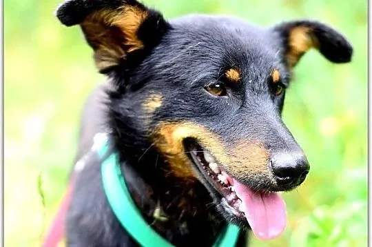 Młody,łagodny,radosny,rodzinny pupil,zaszczepiony piesek UKI.Adopcja, Łódzkie, Łódź