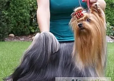 REPRODUKTOR Yorkshire Terrier z uprawnieniami ZKwP