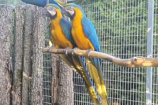Ara Ararauna