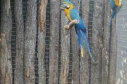 Ara Ararauna, Wielkopolskie, Rakoniewice