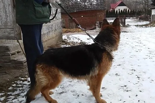 Owczarek niemiecki suka - oddam