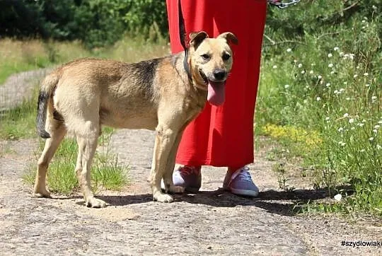 Dejli, przyjacielski, spokojny psiak czeka na dom,, Warszawa