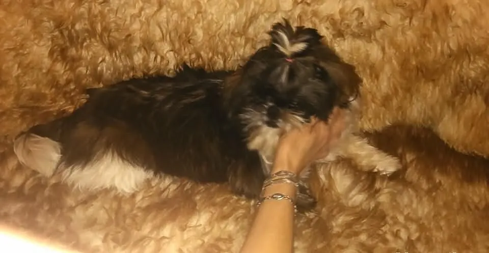 Shih Tzu piekna sunia tri color