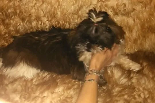 Shih Tzu piekna sunia tri color