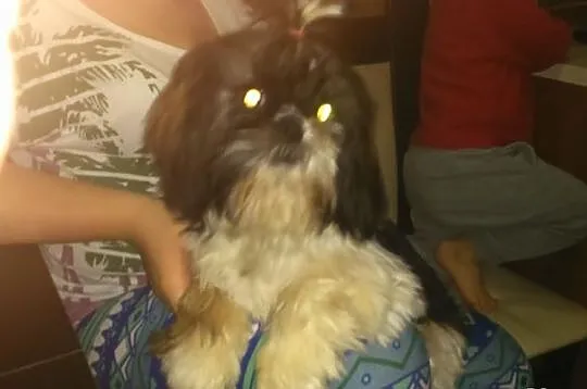 Shih Tzu piekna sunia tri color