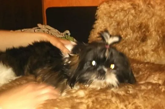 Shih Tzu piekna sunia tri color