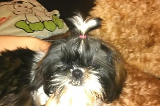 Shih Tzu piekna sunia tri color