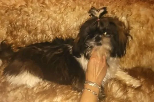Shih Tzu piekna sunia tri color