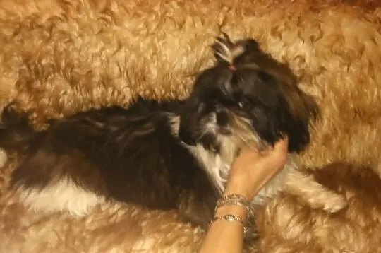 Shih Tzu piekna sunia tri color