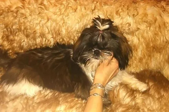 Shih Tzu piekna sunia tri color