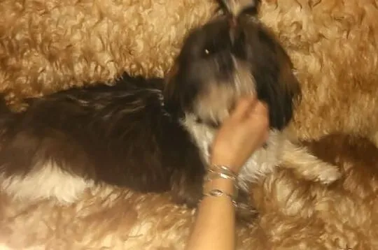Shih Tzu piekna sunia tri color