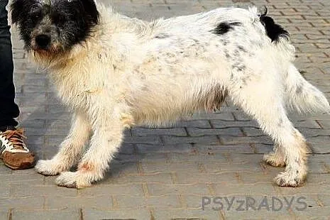 MELON nieduży, młodziutki, wyjątkowy piesek czeka 