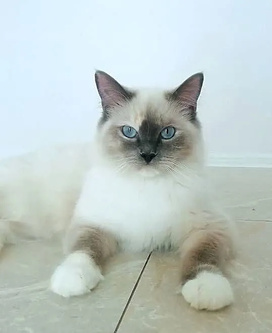 RAGDOLL -piękna kotka, Małopolskie, Kraków
