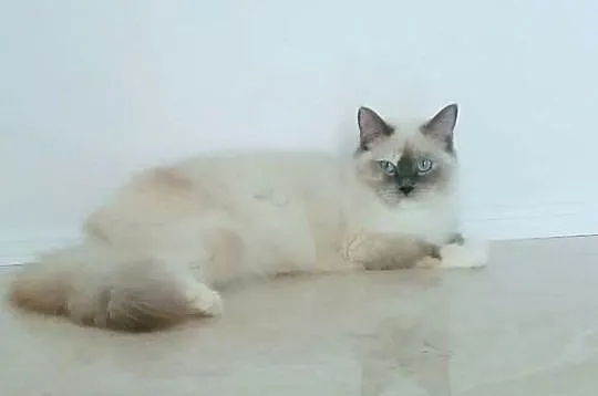 RAGDOLL -piękna kotka, Małopolskie, Kraków