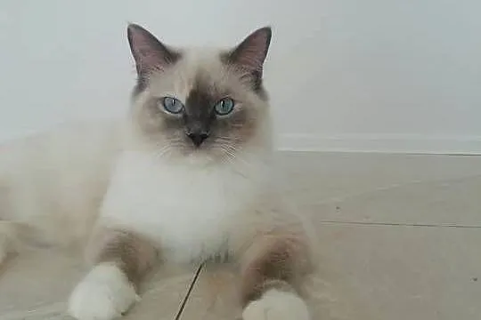 RAGDOLL -piękna kotka, Małopolskie, Kraków