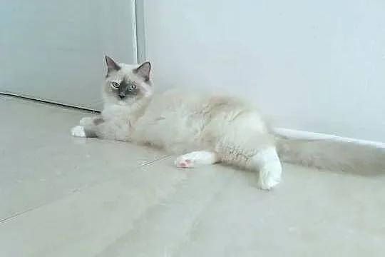 RAGDOLL -piękna kotka, Małopolskie, Kraków
