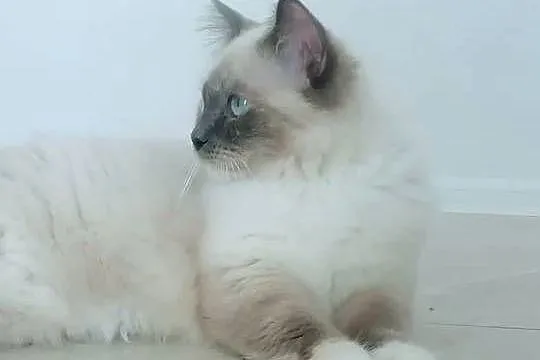 RAGDOLL -piękna kotka, Małopolskie, Kraków