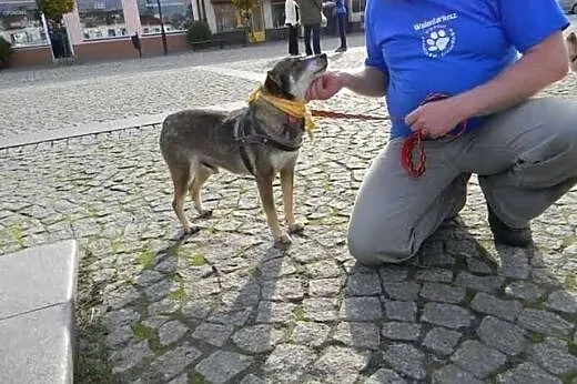 Rego szuka troskliwego opiekuna,  mazowieckie Wars