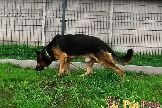 BUSTEREK-cudowny psiak w typie owczarka, prosimy o dobry dom, Małopolskie, Kraków