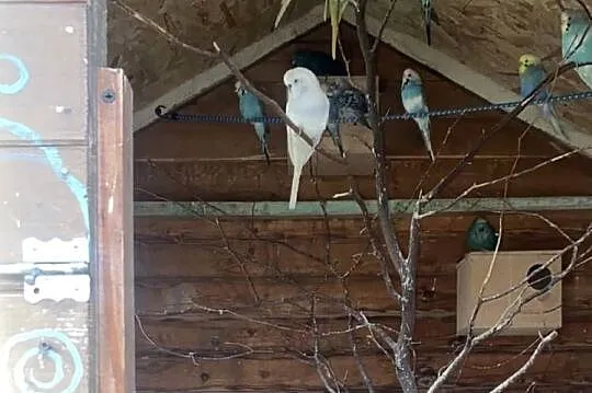 Papugi, Małopolskie, Bobowa