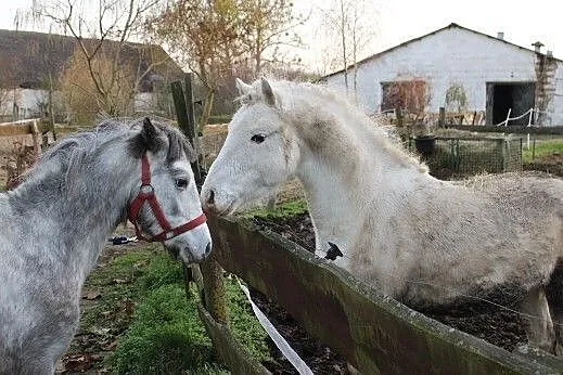 Selena S, Kaźmierz