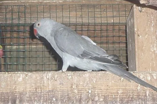 Młode Aleksandretty Obrożne 2013-2014