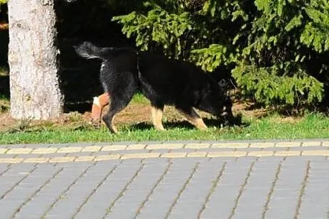 Honda, młodziutka sunia do adopcji,  mazowieckie Warszawa