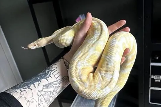 pyton krolewski samica albino ghi, Łódzkie, Łódź