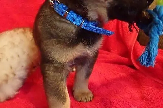 Bakuś - szczeniak do adopcji,  wielkopolskie Pozna