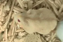 Chomiki dżungarskie