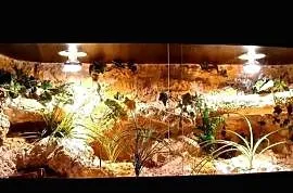 Terrarium pustynne dla gekona lamparciego żółwia greckiego