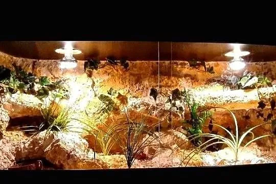 Terrarium pustynne dla gekona lamparciego żółwia greckiego