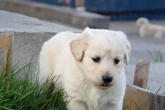 Golden Retriever szczeniak