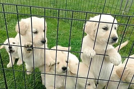 Golden Retriever szczeniak, Lubelskie, Lublin
